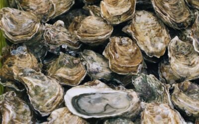 The Rise and Ruin of Victoria’s Oyster Empire: Port Albert’s Forgotten Boom