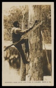 Lake Tyers (Gippsland) real photo card by HD Bulmer (Bairnsdale) of Aborigine with tomahawk climbing tree inscribed 'Stripping A Bark Canoe
