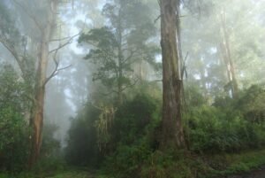 Tarra Bulga