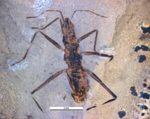 Duncanovelia